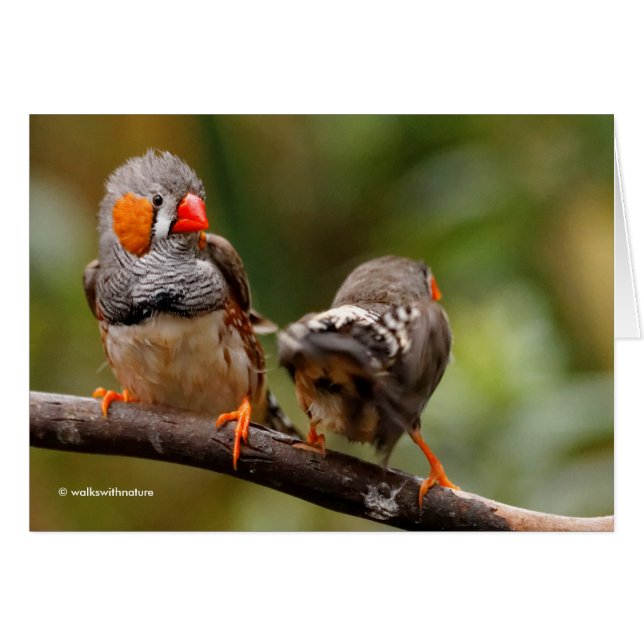 A Cheeky Pair of Zebra Finches (Front Horizontal)