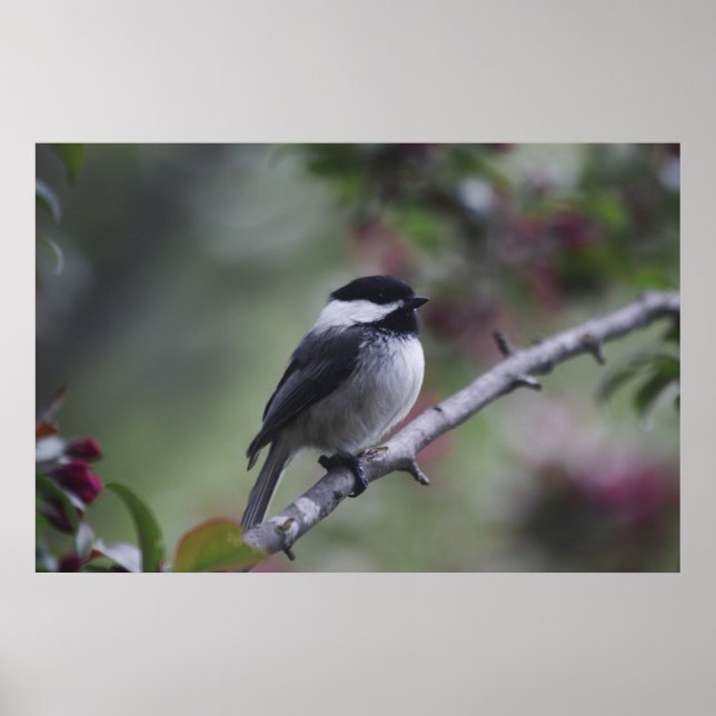 A Chickadee Poster (Front)