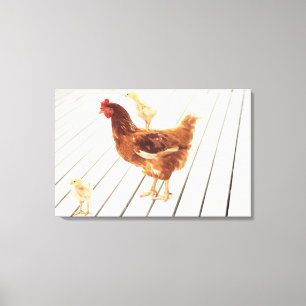 A Chicken and Two Chicks On a Wooden Floor, Canvas Print