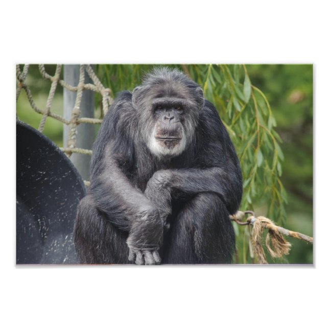 A Chimpanzee Sitting and Staring Photo Print (Front)