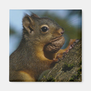A Chipmunk's Treasures Magnet