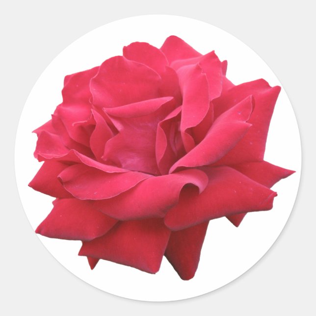 A Classic Red Rose Round Sticker (Front)