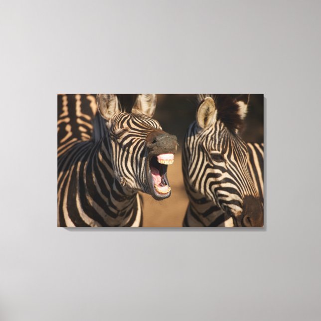 A close-up of a Zebra showing its teeth, Canvas Print (Front)