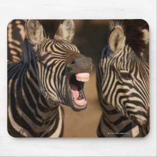 A close-up of a Zebra showing its teeth, Mouse Mat