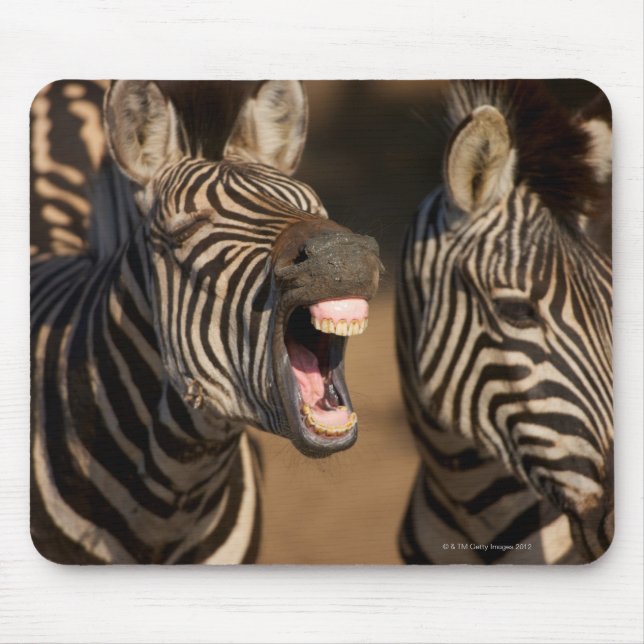 A close-up of a Zebra showing its teeth, Mouse Mat (Front)