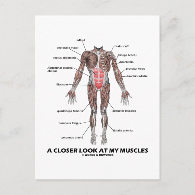 A Closer Look At My Muscles (Anatomy / Anatomical) Postcard (Front)