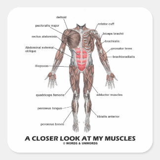 A Closer Look At My Muscles (Anatomy / Anatomical) Square Sticker