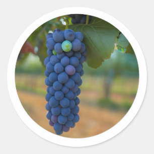 A Cluster of Fresh Purple Grapes Classic Round Sticker