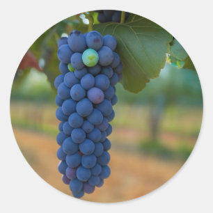A Cluster of Fresh Purple Grapes Classic Round Sticker