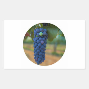 A Cluster of Fresh Purple Grapes Rectangular Sticker