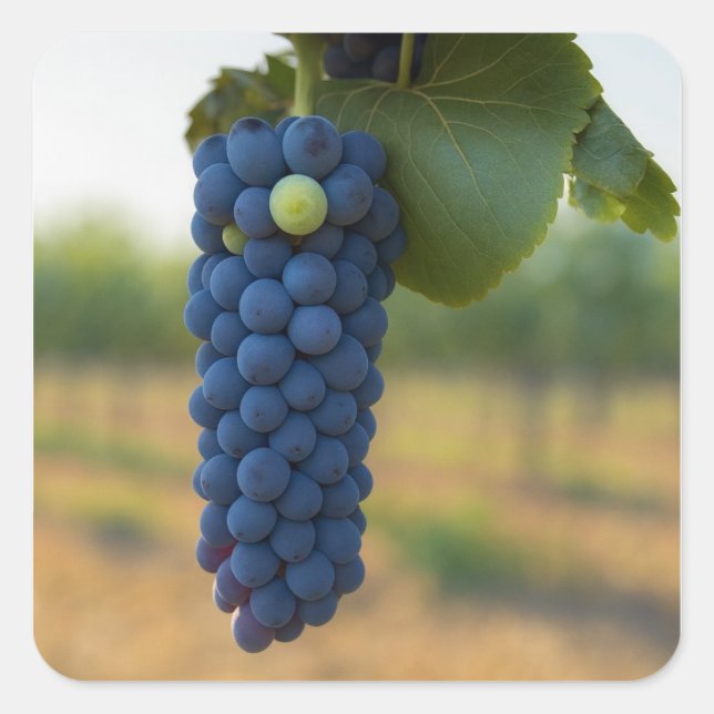 A Cluster of Fresh Purple Grapes  Square Sticker (Front)