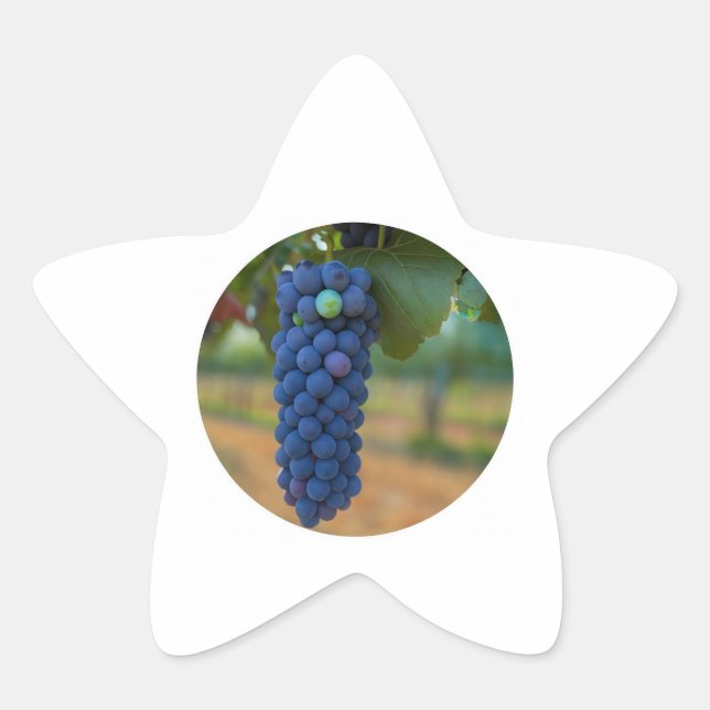 A Cluster of Fresh Purple Grapes  Star Sticker (Front)