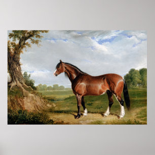 A Clydesdale Stallion Poster