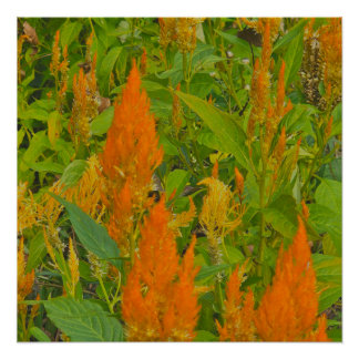 A cock's comb with burning love poster