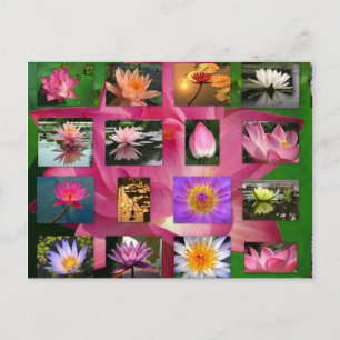 A Collage of Beautiful Water Lily and Lotus Images Postcard