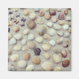 A Collection Of Seashells Magnet