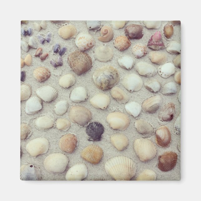 A Collection Of Seashells Magnet (Front)