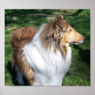 A  COLLIE POSTER
