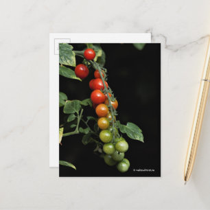 A Colourful Gradient of Homegrown Cherry Tomatoes Postcard