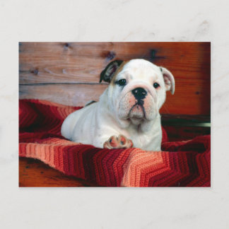 A Comfy Drawer, Bulldog Puppy Postcard