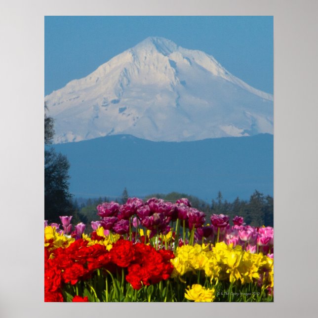 a compressed view of Mt Hood, Oregon and tulip Poster (Front)