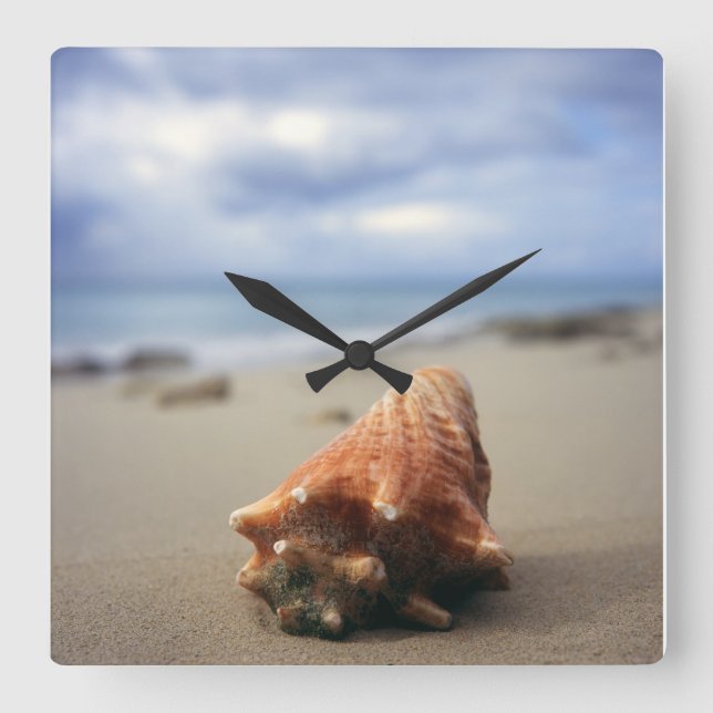 A Conch Shell On The Beach | St. Croix, Usvi Square Wall Clock (Front)