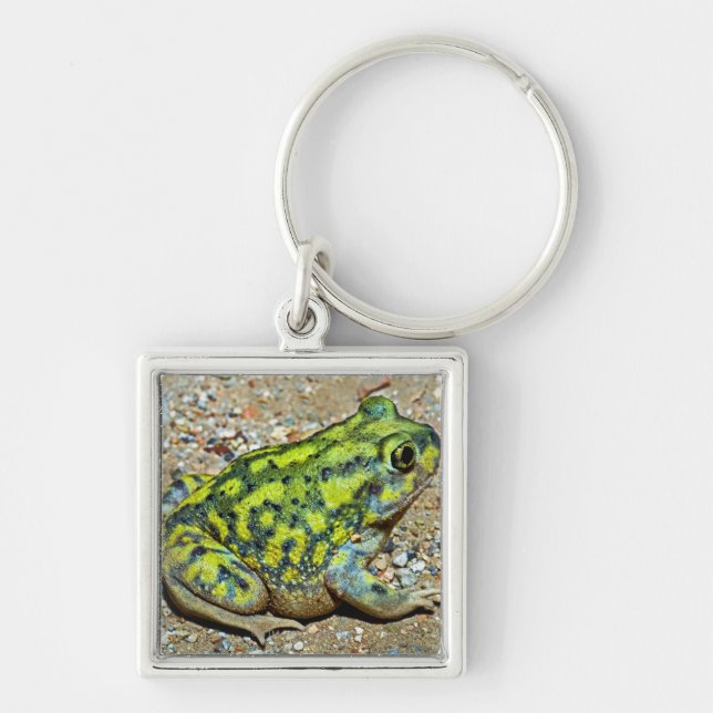 A Couch's Spadefoot toad Key Ring (Front)