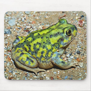 A Couch's Spadefoot toad Mouse Mat