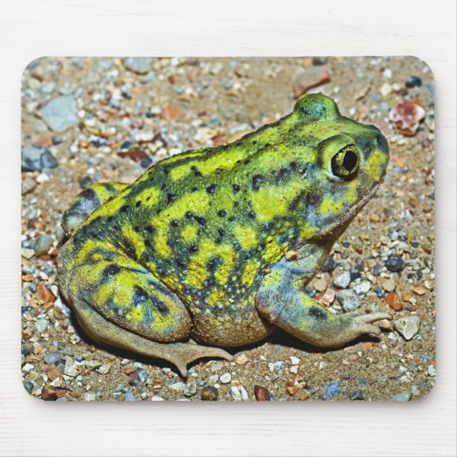 A Couch's Spadefoot toad Mouse Mat (Front)