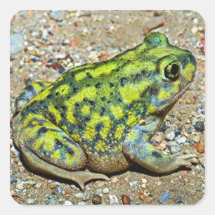 A Couch's Spadefoot toad Square Sticker