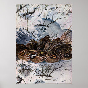 A Covey of Bobwhites Poster
