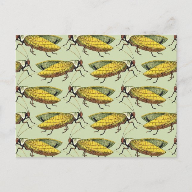A Crowd of Katydids Postcard (Front)