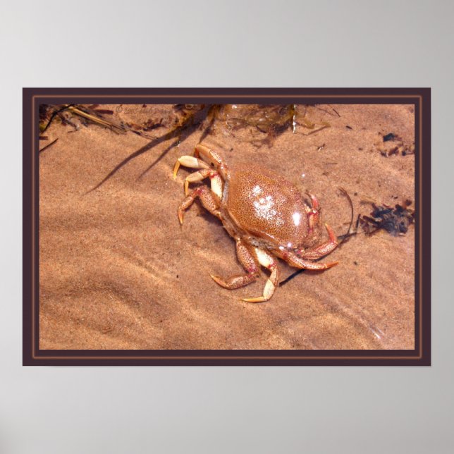 A Crusty Shore Poster (Front)