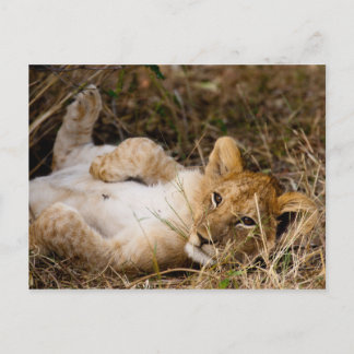 A Cub's Siesta Postcard