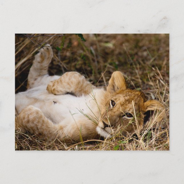 A Cub's Siesta Postcard (Front)