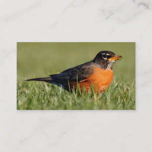 A Curious American Robin Business Card