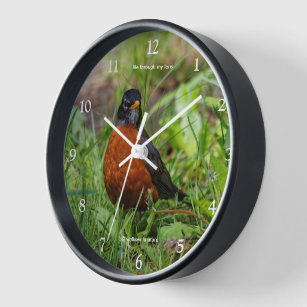 A Curious American Robin Songbird in the Grass Clock