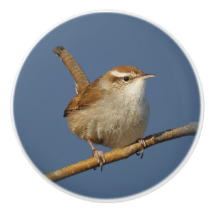 A Curious Bewick's Wren in the Tree Ceramic Knob
