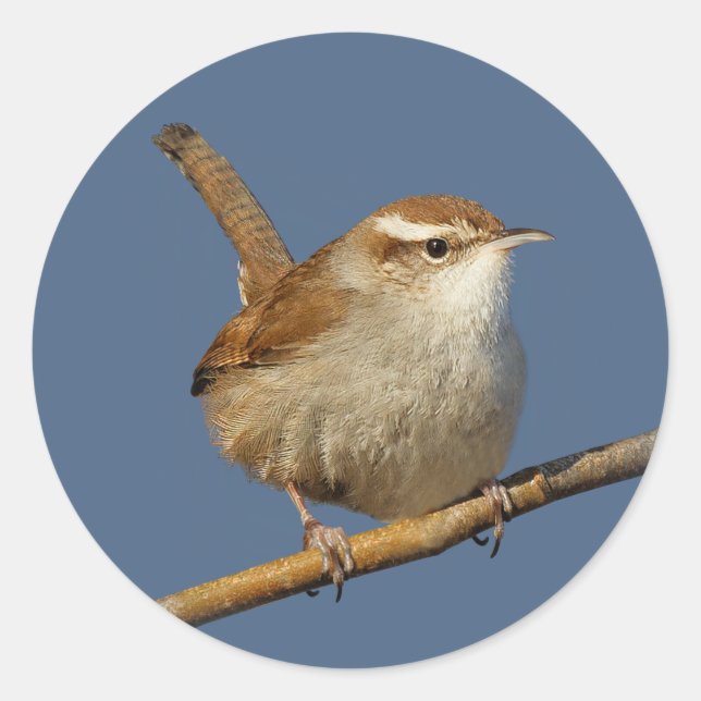 A Curious Bewick's Wren in the Tree Classic Round Sticker (Front)