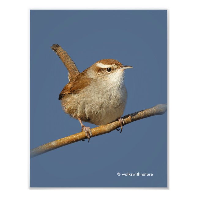 A Curious Bewick's Wren in the Tree Photo Print (Front)