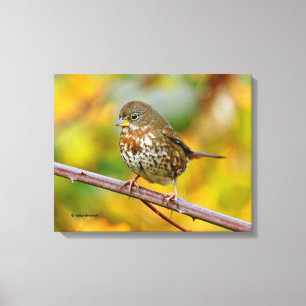 A Curious Fox Sparrow in the Blackberry Bush Canvas Print