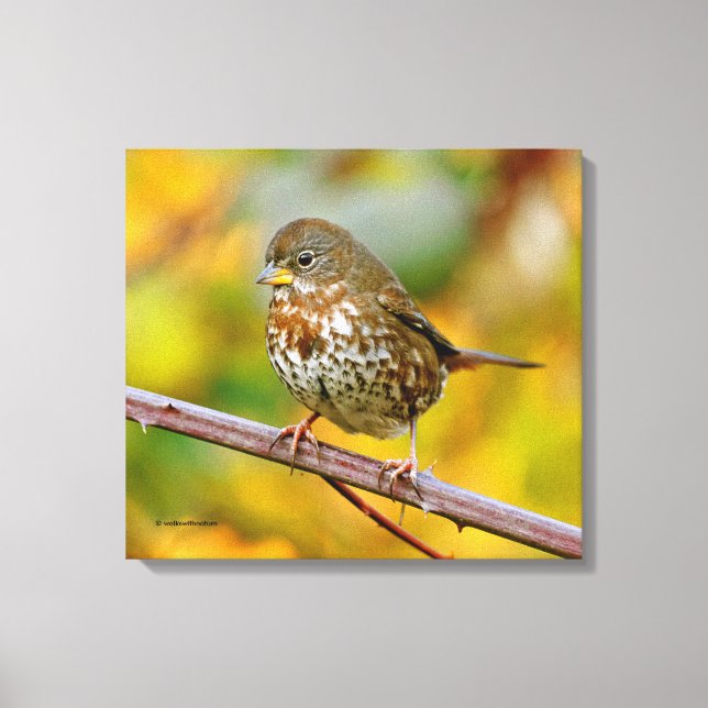 A Curious Fox Sparrow in the Blackberry Bush Canvas Print (Front)