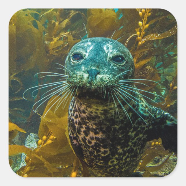 A Curious Harbour Seal Kelp Forest | Santa Barbara (Front)