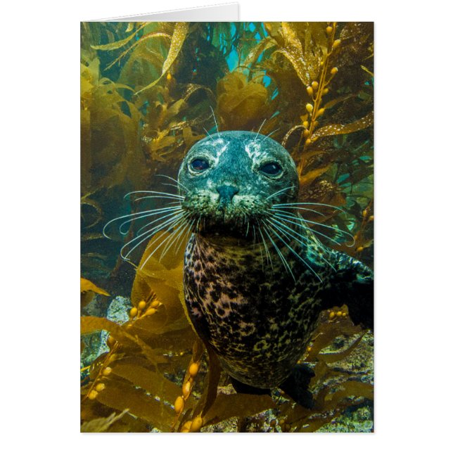 A Curious Harbour Seal Kelp Forest | Santa Barbara (Front)