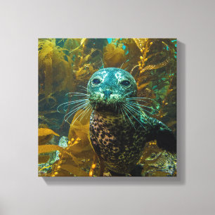 A Curious Harbour Seal Kelp Forest Santa Barbara Canvas Print