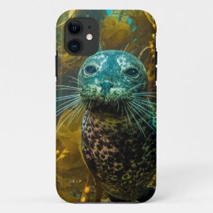 A Curious Harbour Seal Kelp Forest   Santa Barbara iPhone 11 Case