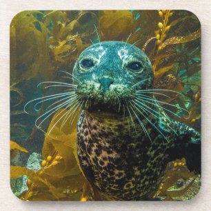 A Curious Harbour Seal Kelp Forest Santa Barbara Coaster