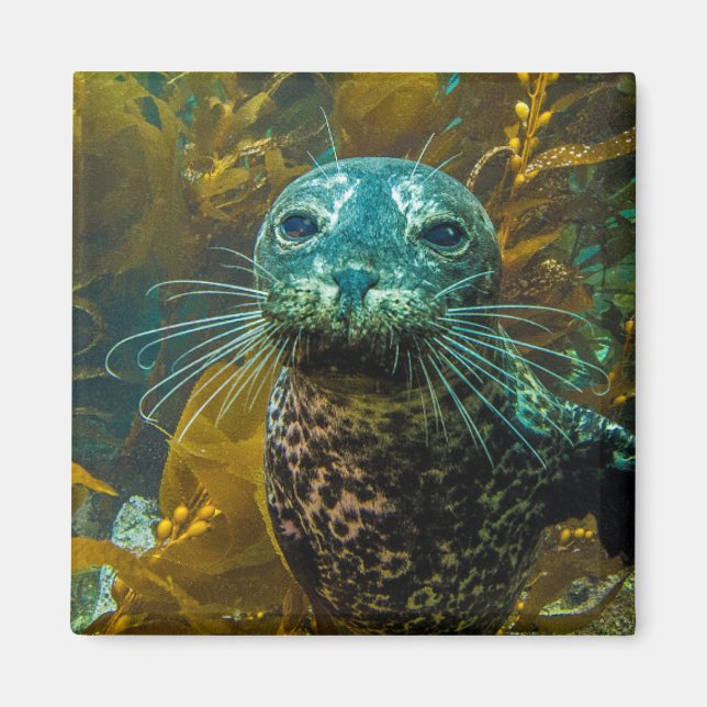 A Curious Harbour Seal Kelp Forest | Santa Barbara Magnet (Front)