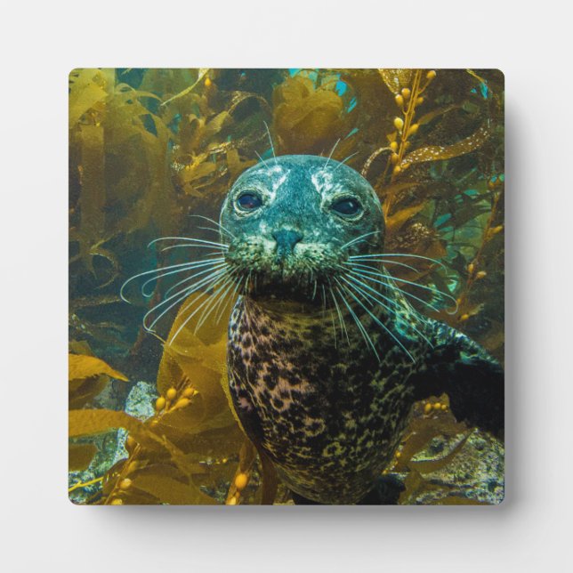 A Curious Harbour Seal Kelp Forest | Santa Barbara Plaque (Front)