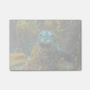 A Curious Harbour Seal Kelp Forest   Santa Barbara Post-it Notes